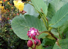 DSC03103a