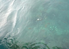 DSC03461